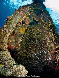 Bounty

Japanese Wreck, Amed, Bali, Indonesia by Stefan Follows 